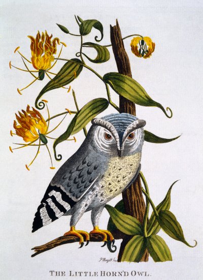 Petit hibou cornu, de 