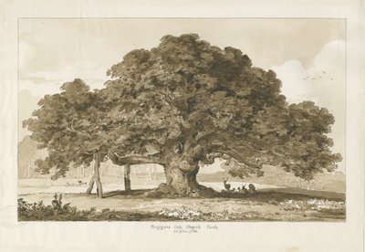 Blithfield - Chêne du mendiant : dessin sépia, 1837 - Thomas Peploe Wood