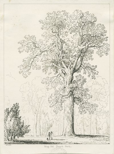 Blithfield - Chêne du Roi : dessin à la plume et à l