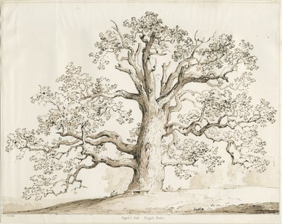 Blithfield - Squitch Oak - Thomas Peploe Wood