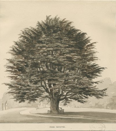 Ingestre - Cèdre - Thomas Peploe Wood