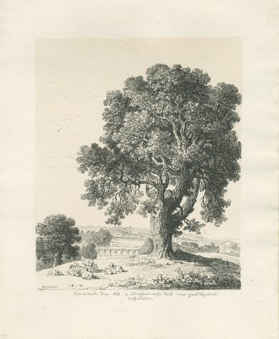 Shugborough Park - Frêne : dessin à la plume et à l