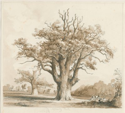Teddesley Hall - Chênes : dessin au crayon et au lavis, nd [novembre 1842] - Thomas Peploe Wood