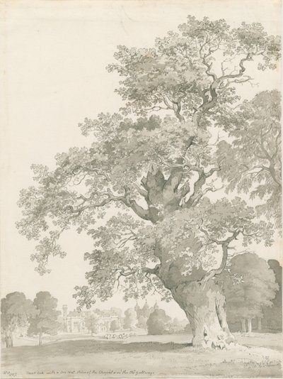 Tixall - Chêne : dessin à la plume et au lavis - Thomas Peploe Wood