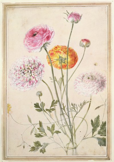 Étude de fleurs, vers 1760 - Thomas Robins