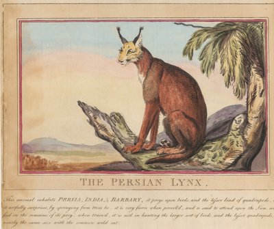 Lot de huit avec page de titre. « Animaux étrangers et domestiques ».  7.  Le lynx persan - Thomas Rowlandson