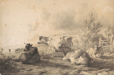 Bovins couchés près d