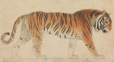Un tigre, en pied, de profil, marchant vers la droite - Thomas Stothard