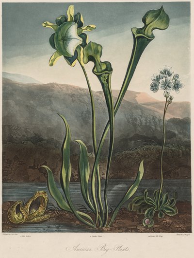 Le temple de la flore : Les plantes des tourbières américaines - Thomas Sutherland