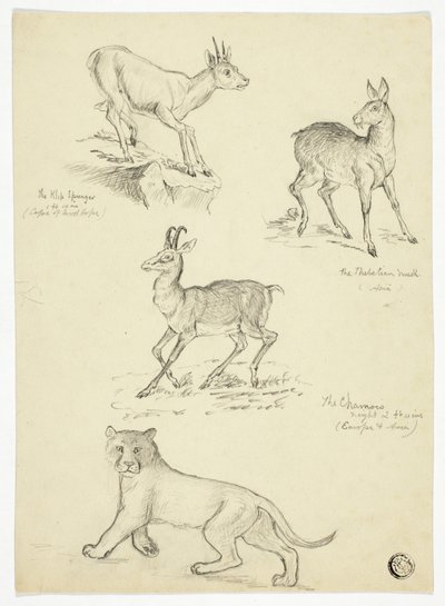 Chamois, musc, klipbok et lion - Thomas Uwins