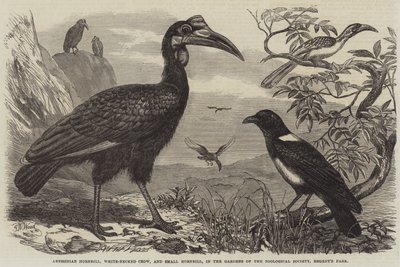 Calao abyssin, Corbeau à cou blanc et Petit calao, dans les jardins de la Société zoologique, Regent