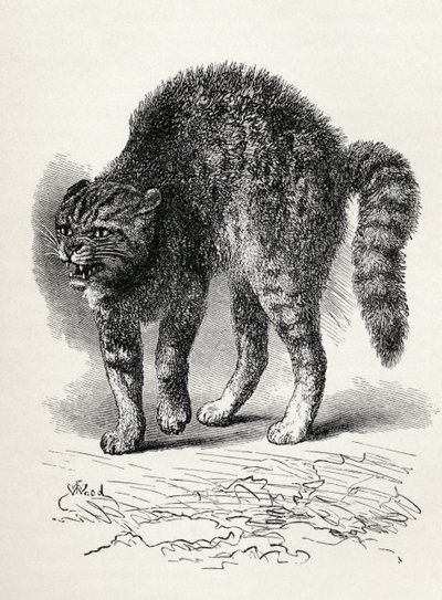 Chat terrifié par un chien, de 