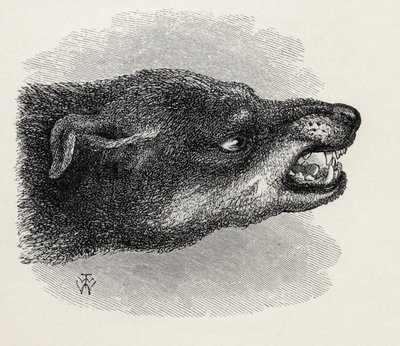 Tête de chien grondant, de 