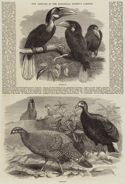Nouveaux arrivants aux jardins de la Société zoologique - Thomas W. Wood