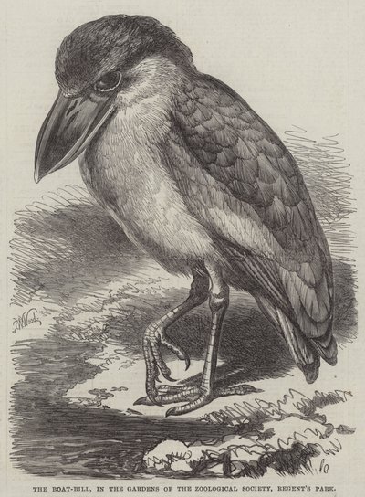 Le Boat-Bill, dans les jardins de la Société zoologique, Regent