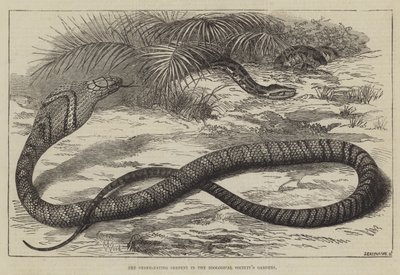 Le serpent mangeur de serpents dans les jardins de la Société zoologique - Thomas W. Wood