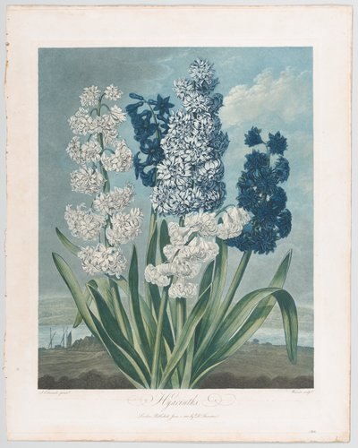 Jacinthes, du Temple de Flora, ou Jardin de la Nature, 1er juin 1801 - Thomas Warner