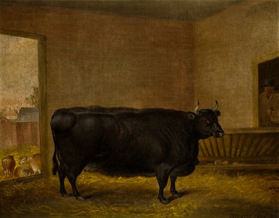 Un taureau primé : Une vache Kerry grasse - Thomas Weaver