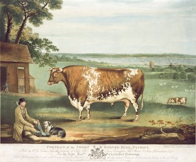 Un taureau à cornes courtes, Patriot, gravé par William Ward, Shrewsbury, 1810 (gravure en couleur) - Thomas Weaver