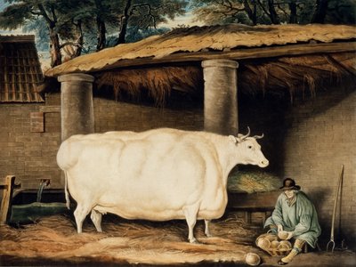 Une génisse à cornes courtes, gravée par William Ward, Dartington, 1811 - Thomas Weaver