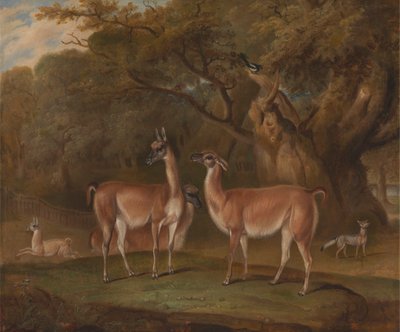 Lamas et un renard dans un paysage boisé - Thomas Weaver