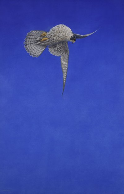 Le tire-bouchon ; Faucon pèlerin - Tim Hayward