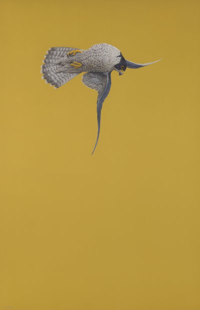 Perron jaune - Tim Hayward