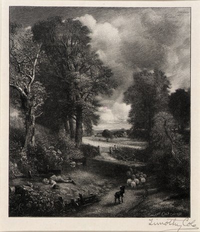Champ de maïs - Timothy Cole