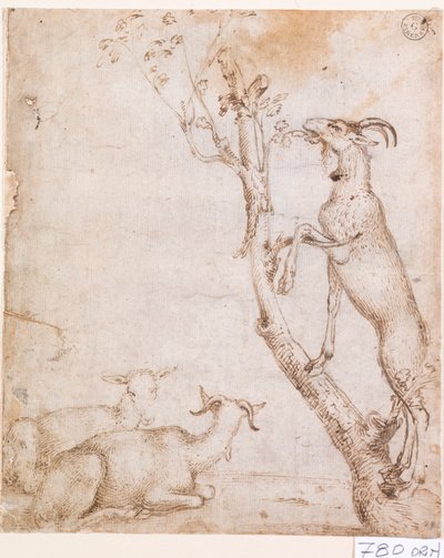 Chèvres au pâturage - Titian (c.1488 1576)