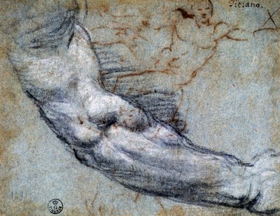 Étude de bras, par Titien - Titian (c.1488 1576)