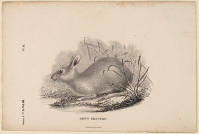 Lepus Palustris - Titian Ramsay Peale