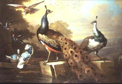 Paon et poule de paon dans un paysage - Tobias Stranover