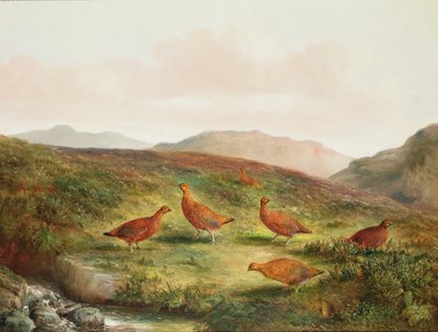 Grouse dans un paysage de lande - Tom Hold