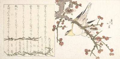 Fauvette sur une branche de prunier Ume ni uguisu, début du 19ème siècle - Totoya Hokkei