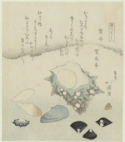 Coquille violette, palourdes d