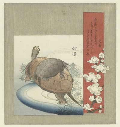 Tortues - Totoya Hokkei