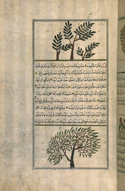 Un arbre à encens au-dessus d
