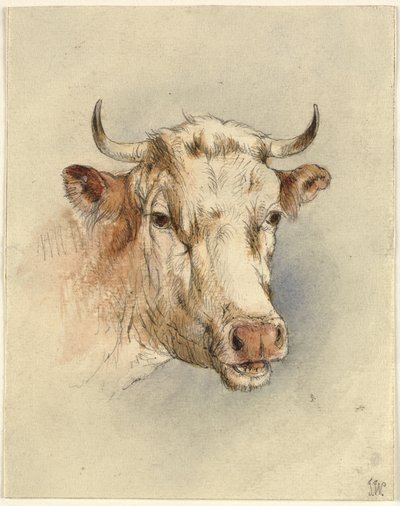 Tête de taureau - Ubekendt KKSgb7508 KKSgb7512
