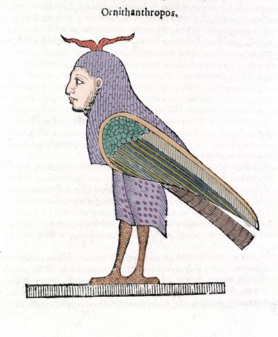 Ornithantropos. Oiseau à tête humaine. Ulisse Aldrovandi "De monstrorum Historia" Bologne 1642 - Ulisse Aldrovandi