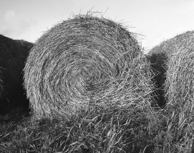 Agriculture dans l