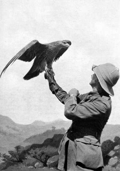 Un officier britannique avec un aigle doré apprivoisé, Salonique, Grèce, Première Guerre mondiale, 1914-1918, vers 1920 - Unbekannt