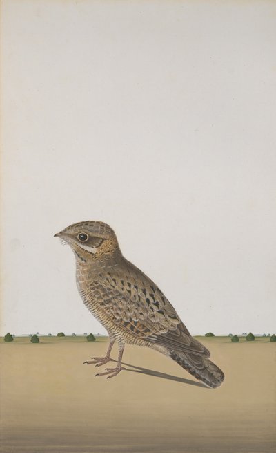 Engoulevent indien commun Caprimulgus asiaticus, vers 1780 - Unbekannt