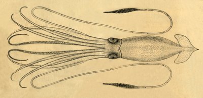 Diagramme du calmar géant, 1881 - Unbekannt