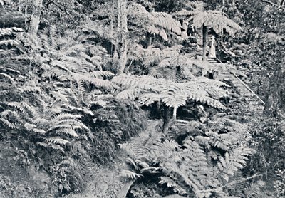Une forêt de fougères arborescentes, Leura, Montagnes Bleues, vers 1900 - Unbekannt