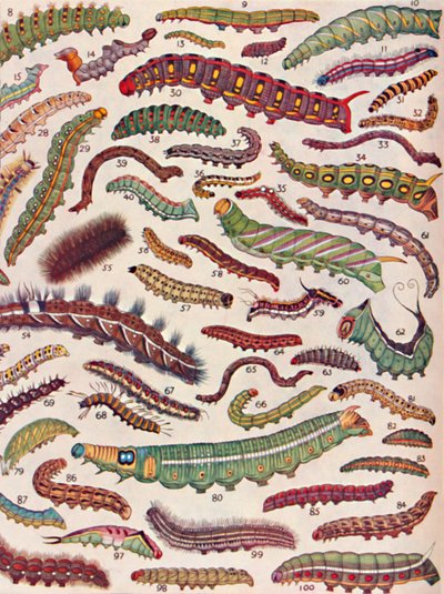 Cent sortes différentes de chenilles de papillons et de mites, 1935 - Unbekannt