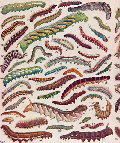 Cent différentes sortes de chenilles de papillons et de mites, 1935 - Unbekannt