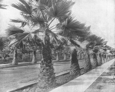 Une avenue de palmiers à Los Angeles, Californie, USA, vers 1900 - Unbekannt