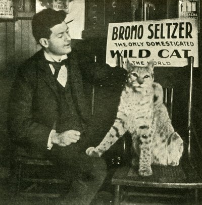 Un chat sauvage apprivoisé - Unbekannt
