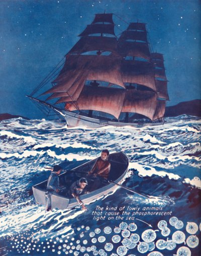 Une mer illuminée par des lucioles vivantes, 1935 - Unbekannt