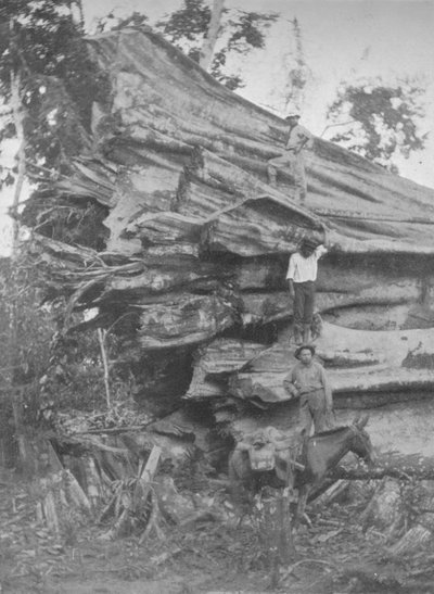 Un gros morceau de bois brésilien - Unbekannt